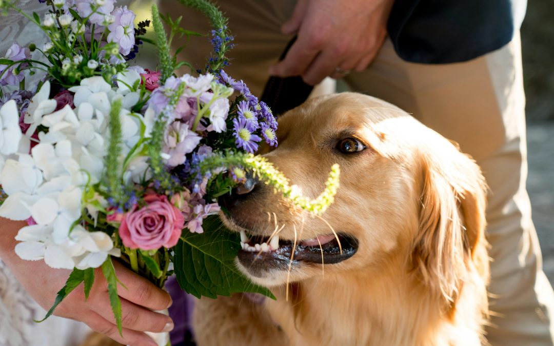 Pets in my Wedding: 3 Tips to Include Your Furry Friend in Your Wedding Day