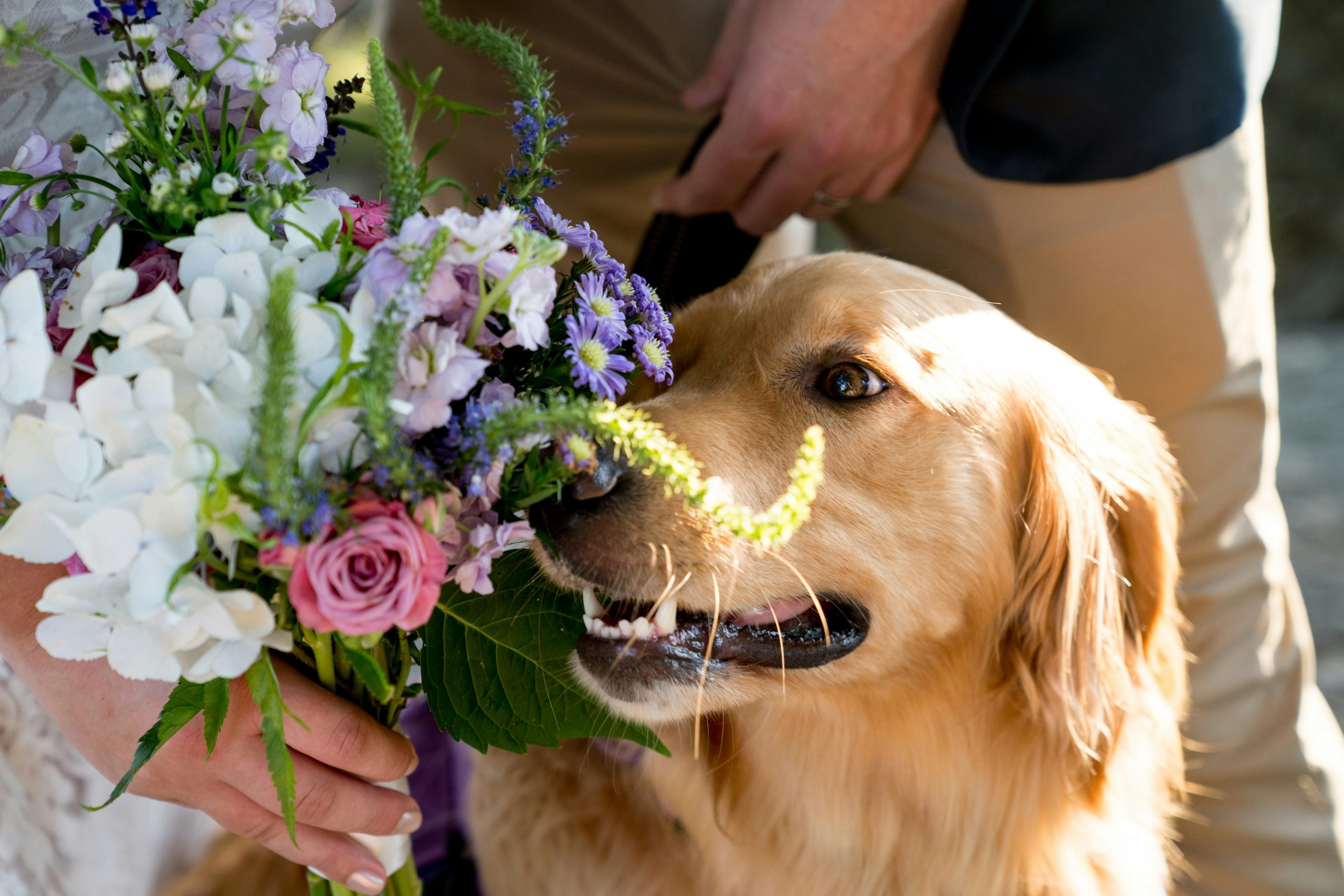 Wedding with pets